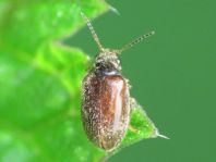 Scirtidae