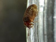 Scirtidae