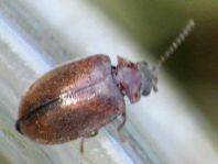 Cyphon