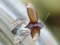 Cyphon