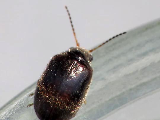 Cyphon sp.