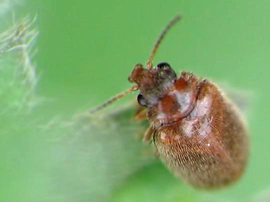 Cyphon sp.