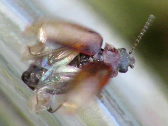 Cyphon sp.