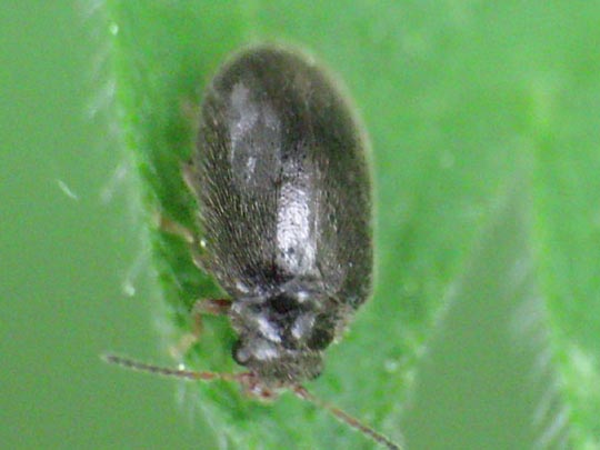 Cyphon sp.