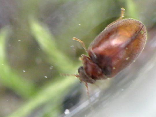 Cyphon sp.