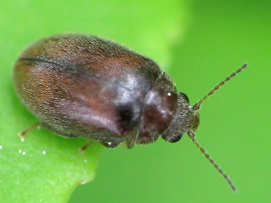 Cyphon sp.