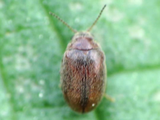 Cyphon sp.