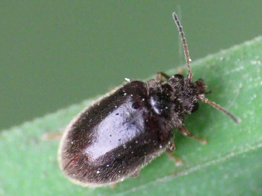 Cyphon sp.