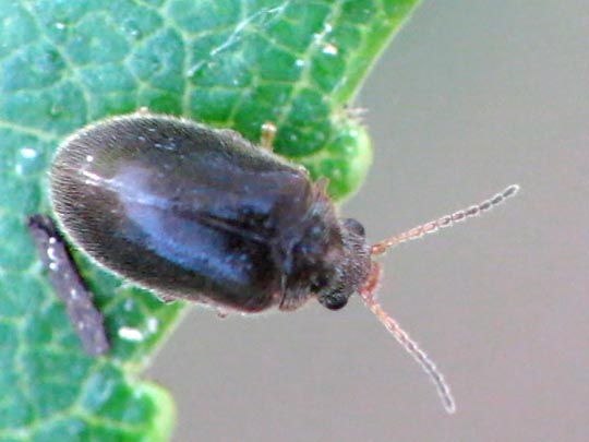 Cyphon sp.