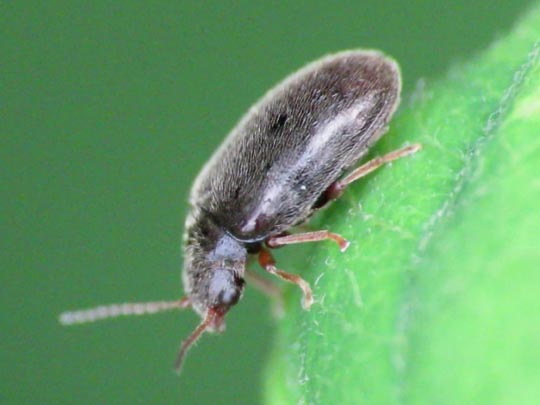 Cyphon sp.