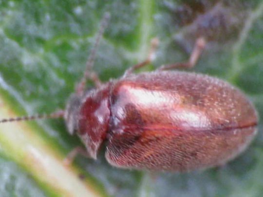 Cyphon sp.