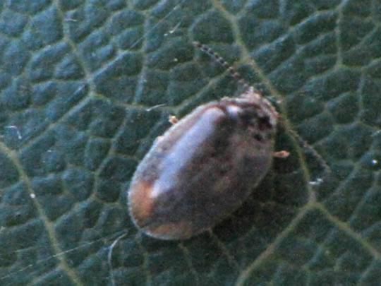 Cyphon padi