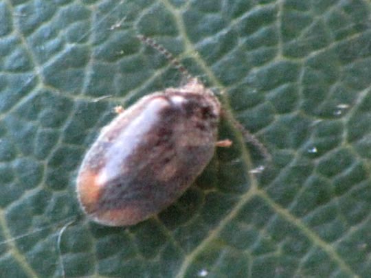 Cyphon padi