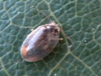Cyphon padi