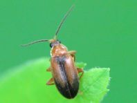 Elodes sp.