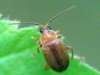 Elodes sp.