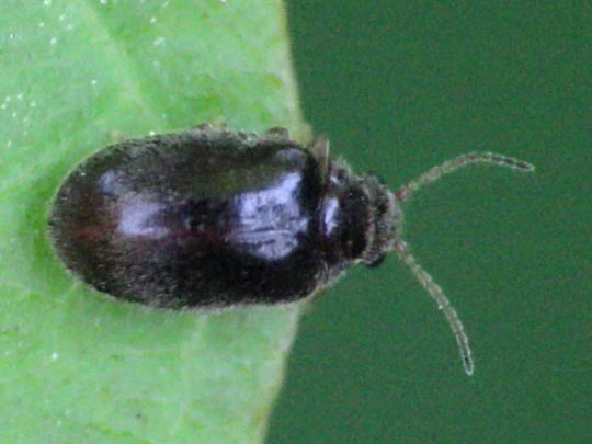 Scirtidae