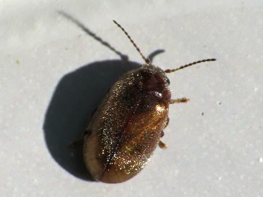 Scirtidae
