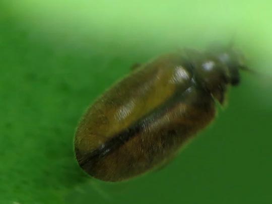 Scirtidae