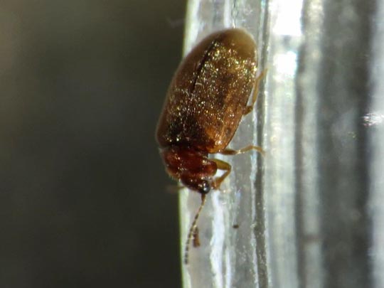 Scirtidae