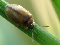 Scirtidae