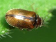 Scirtidae