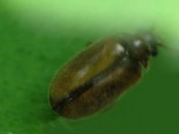 Scirtidae