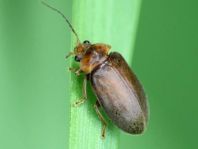 Microcara testacea