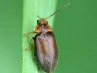 Microcara testacea