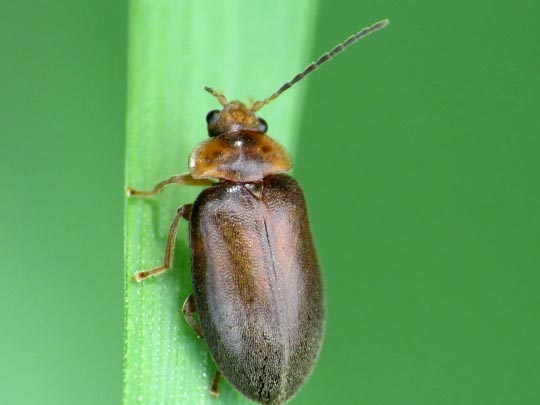 Microcara testacea
