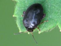 Scirtes hemisphaericus