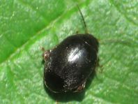 Scirtes hemisphaericus