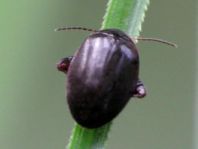 Scirtes hemisphaericus