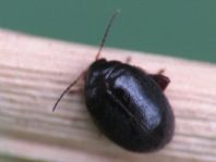 Scirtes hemisphaericus
