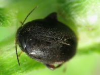 Scirtes sp.
