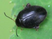 Scirtes sp.