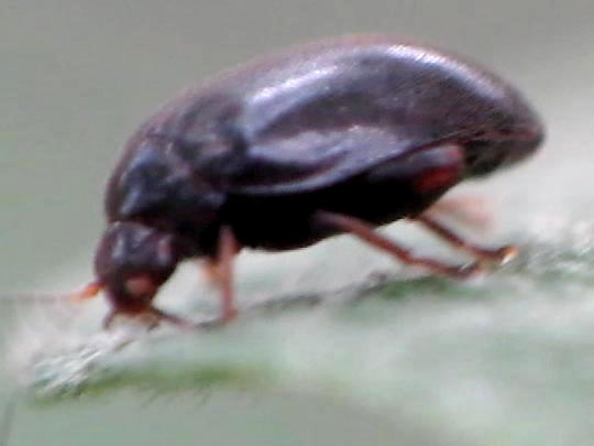 Scirtes hemisphaericus