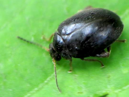 Scirtes hemisphaericus