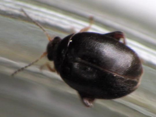 Scirtes hemisphaericus
