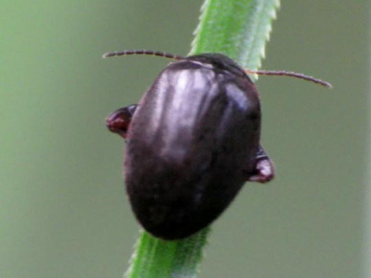 Scirtes hemisphaericus