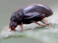 Scirtes hemisphaericus
