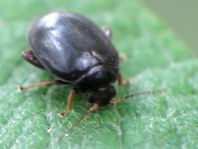 Scirtes hemisphaericus