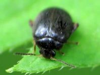 Scirtes hemisphaericus