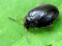 Scirtes hemisphaericus