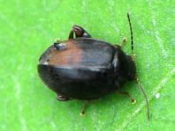Scirtes hemisphaericus