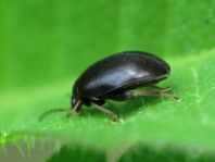 Scirtes hemisphaericus