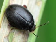 Scirtes hemisphaericus