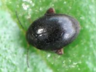 Scirtes hemisphaericus