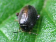 Scirtes hemisphaericus