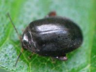 Scirtes hemisphaericus